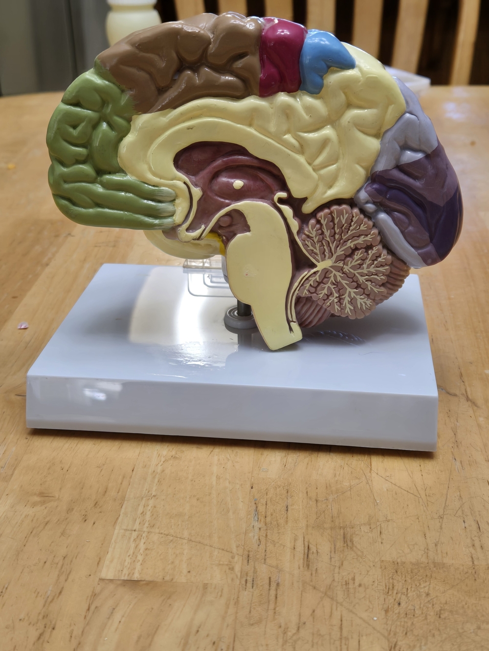 Educational  Brain Model - Multicolor - Picture 7 of 8